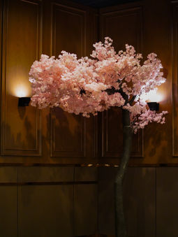 Cherry blossom tree in a wood-paneled alcove at Umiya Raleigh